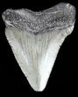Juvenile Megalodon Tooth - South Carolina #54186-1